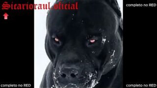 COMPILADO MÉGANE com gostosas